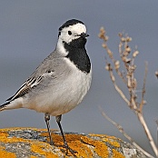 White Wagtail  "Motacilla alba"